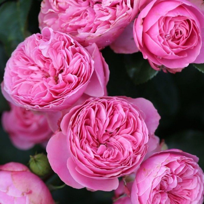 rose leonardo da vinci 700x700 1 rose leonardo da vinci 700x700 1