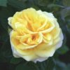 rose rosa michelangelo brian gadsbyscience photo library