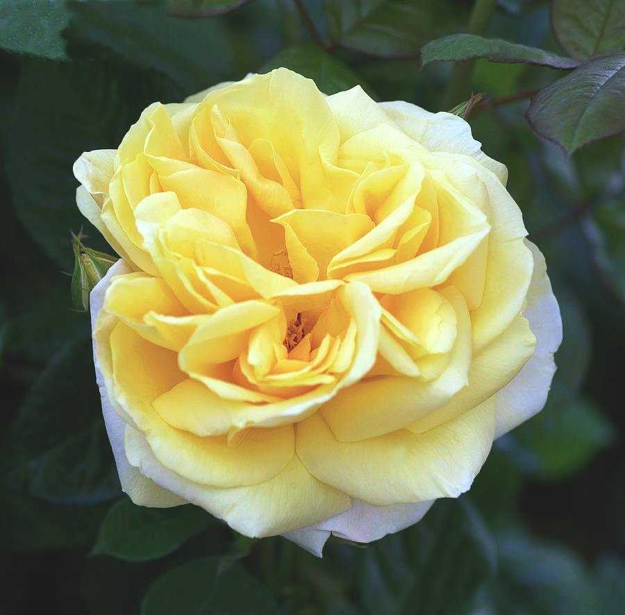 rose rosa michelangelo brian gadsbyscience photo library rose rosa michelangelo brian gadsbyscience photo library