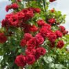 rosier sympathie 66512 1