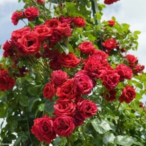 rosier sympathie 66512 1