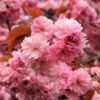 royal burgundy flowering cherry 600x600 1