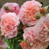 roz de tolbiak rose de tolbiac 36145447856850