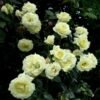 roza elfe 1 600x617 1