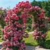 roza pnaca pink cloud