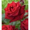 roze didziaziede ingrid bergman