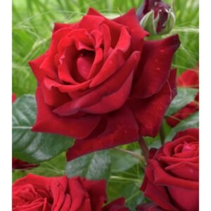 roze didziaziede ingrid bergman
