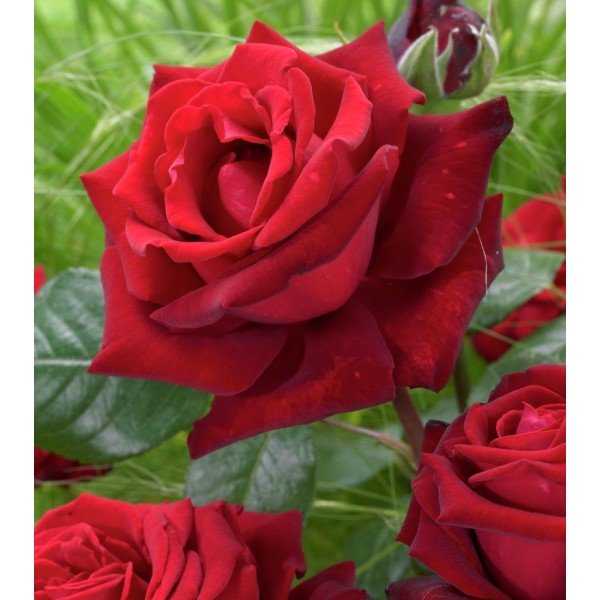 roze didziaziede ingrid bergman roze didziaziede ingrid bergman