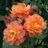 roze parkine westerland