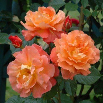 roze parkine westerland roze parkine westerland