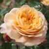 roze rosa capri