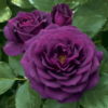 roze rosa ebb tide purple eden