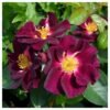 roze rosa night owl