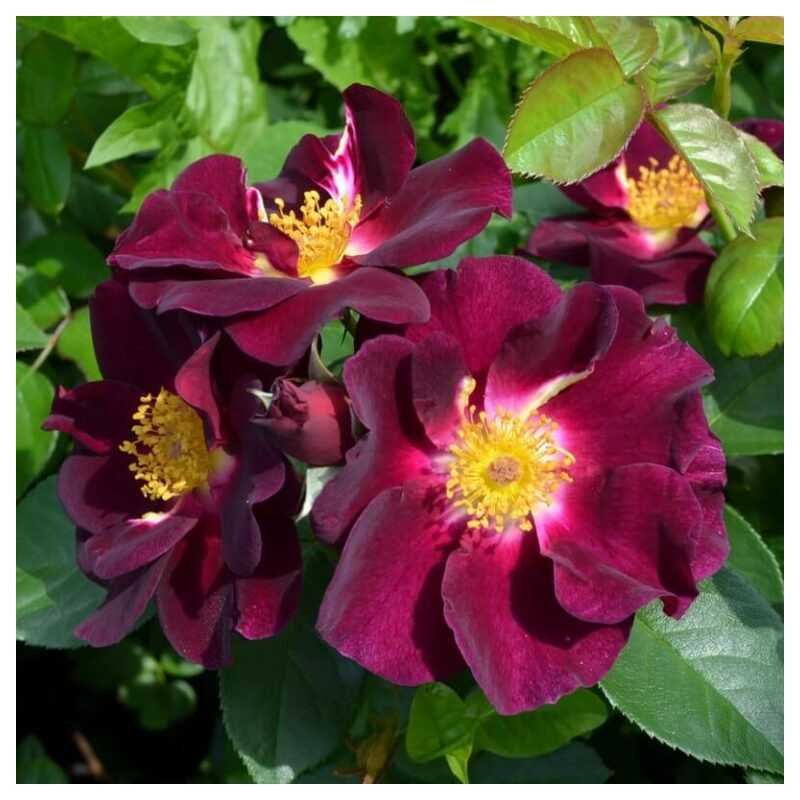 roze rosa night owl roze rosa night owl