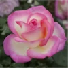 roze rosa princesse de monaco
