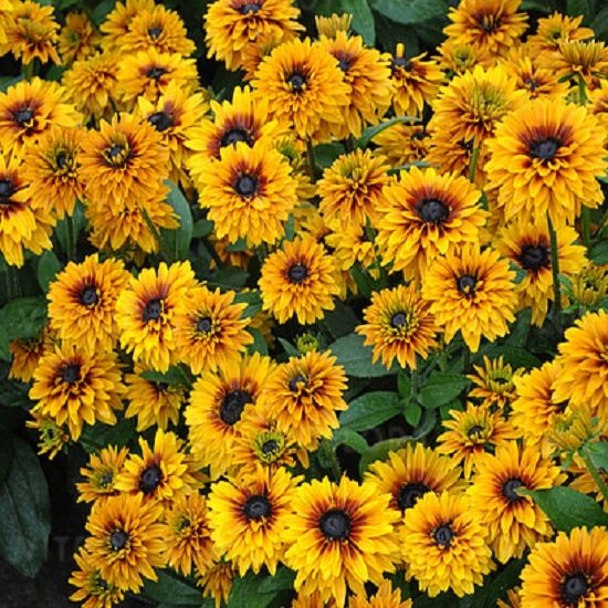 rudbeckia hybrida flamenco bright orange rudbeckia hybrida flamenco bright orange