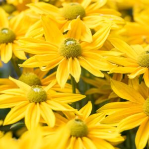 rudbeckia smileyz passion 6