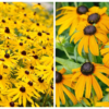 rudbekija Goldsturm