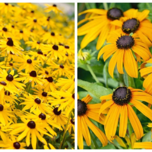 rudbekija Goldsturm