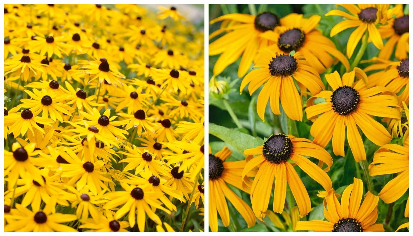 rudbekija Goldsturm rudbekija Goldsturm