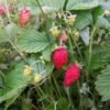 rugia