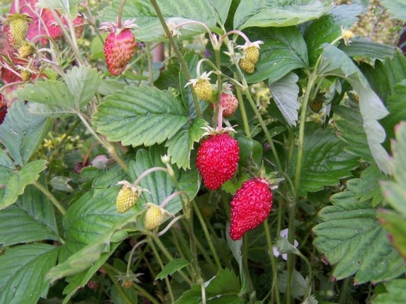 rugia rugia