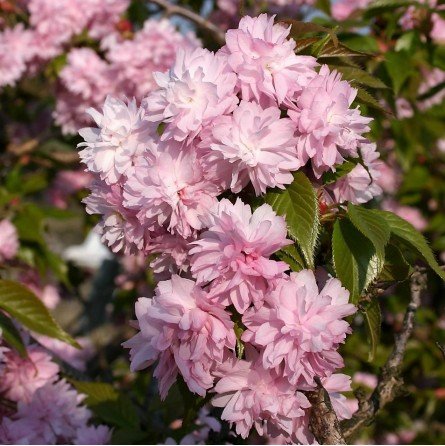 sakura kiku shidare c25 180 200 cm sakura kiku shidare c25 180 200 cm