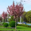 sakura roial burhundy royal burgundy na shtambi n100 120sm 30814977593440 e1726207561696