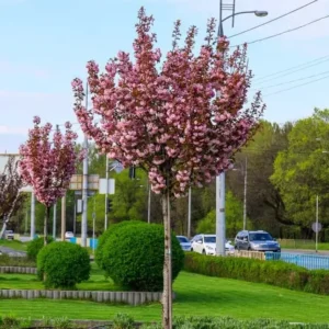 sakura roial burhundy royal burgundy na shtambi n100 120sm 30814977593440 e1726207561696