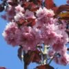 sakura royal burgundy 2 1