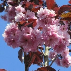 sakura royal burgundy 2 1