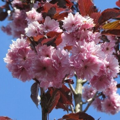 sakura royal burgundy 2 1 sakura royal burgundy 2 1
