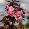 sakura royal burgundy 3 1
