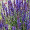 salvia nemorosa sensation medium deep blue 1