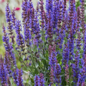 salvia nemorosa sensation medium deep blue 1