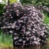 sambucus racemosa black lace