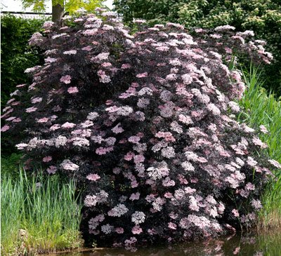 sambucus racemosa black lace sambucus racemosa black lace