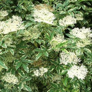 sambucus nigra variegata