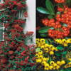 saphyr rouge cadrou1 2