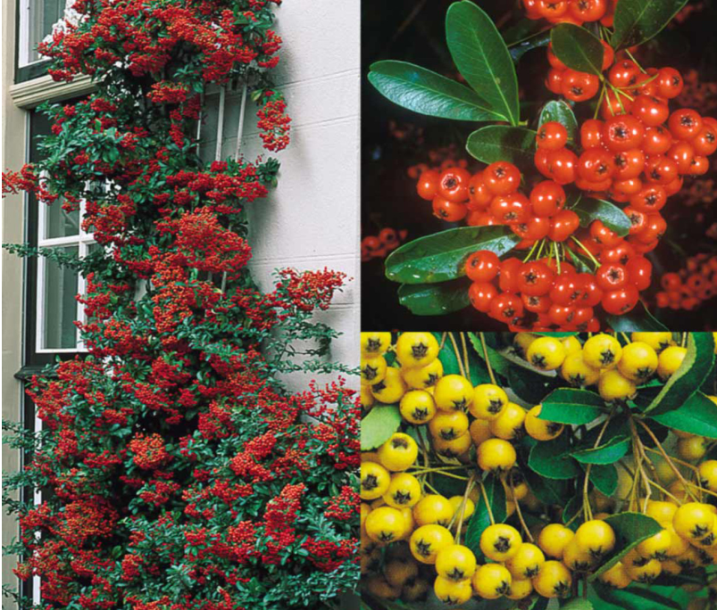 saphyr rouge cadrou1 2 saphyr rouge cadrou1 2
