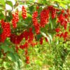 schizandra citrinvytis