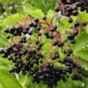 schwarzer holunder sambucus nigra samen
