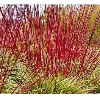 sedula baltoji elegantissima 5 1 sedula baltoji elegantissima 5 1