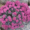 sedum cauticola lidakense 0