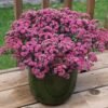 sedum telephium seduction ros soir e