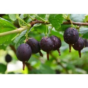 serbento ir agrasto hibridas josta posk08 120cm