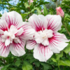 sirinis hibiskas kinroze hibiscus syriacus starburst chiffon