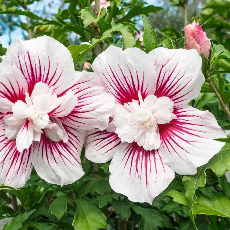 sirinis hibiskas kinroze hibiscus syriacus starburst chiffon sirinis hibiskas kinroze hibiscus syriacus starburst chiffon