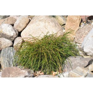 siuline tuja whipcord