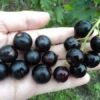 smorodina chernyj zhemchug 2